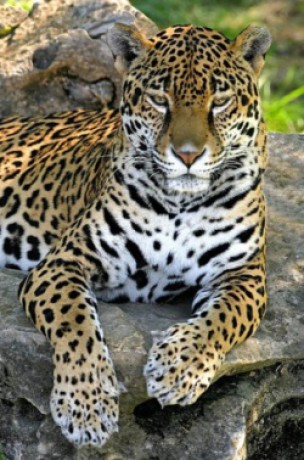 jaguar-od_jirky_-_dalsi_kockovite_selmy