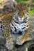jaguar-od_jirky_-_dalsi_kockovite_selmy